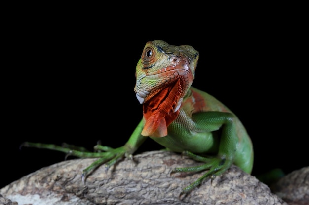 Primo piano rosso dell'iguana sul ramo con sfondo naturale