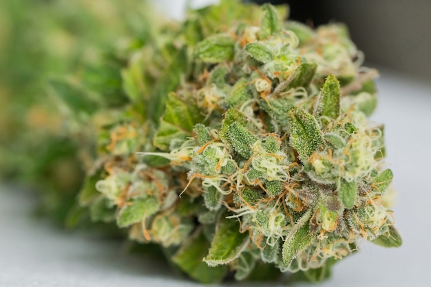 Primo piano selettivo di cannabis secca su una superficie bianca