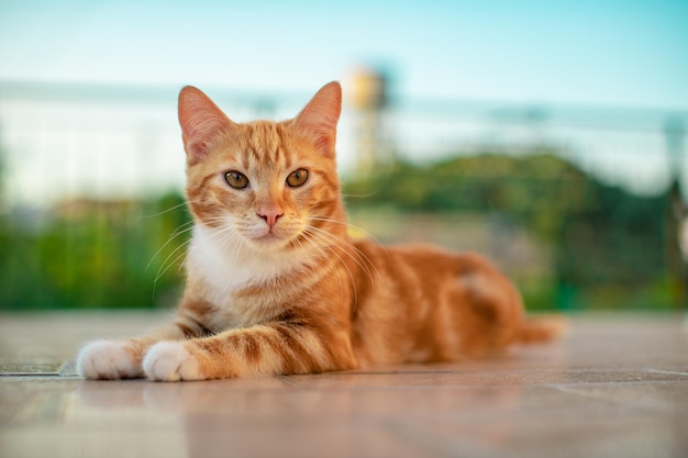 Primo piano selettivo di un gattino carino sul pavimento