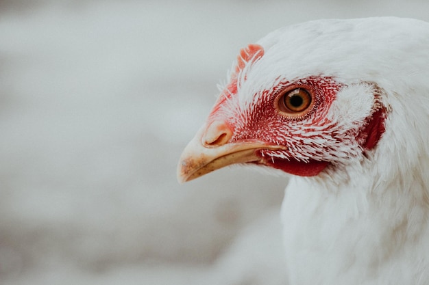 Primo piano selettivo di una gallina bianca