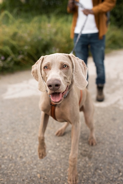 Primo piano sfocato viaggiatore con cane carino