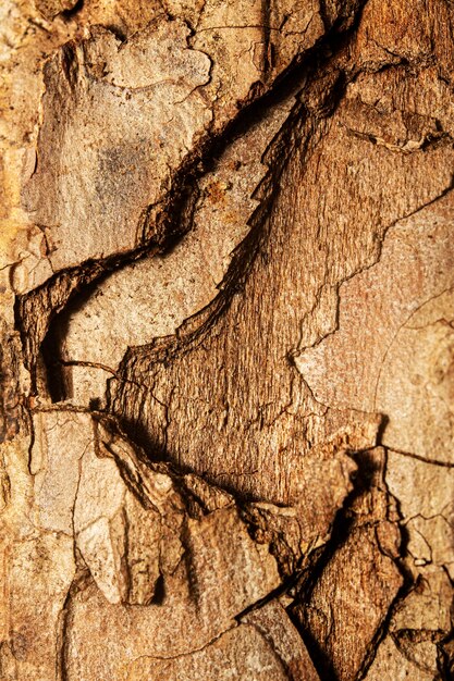 Primo piano = struttura della corteccia di albero