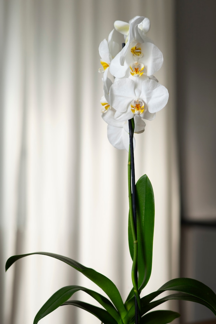 Foto gratuito primo piano su bellissime orchidee