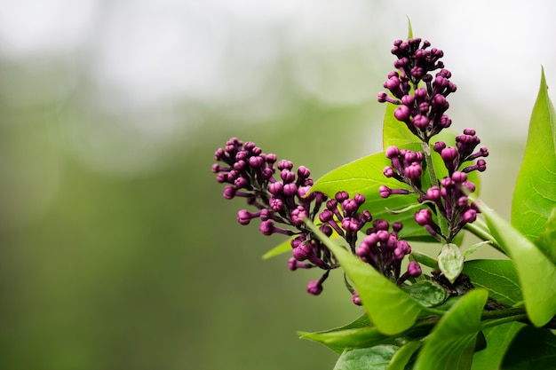 Primo piano su bellissimi dettagli di fiori in natura