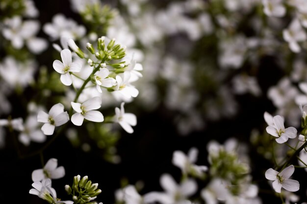 Primo piano su bellissimi dettagli di fiori in natura