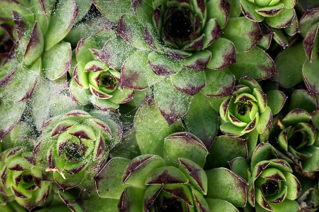 Primo piano su bellissimi dettagli di fiori in natura