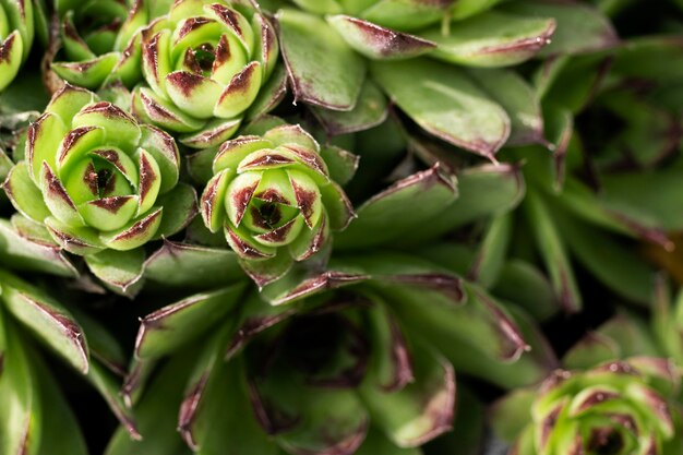 Primo piano su bellissimi dettagli di fiori in natura