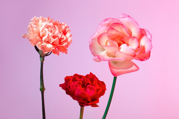 Primo piano su bellissimi fiori che sbocciano