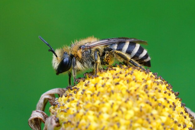 Primo piano su un'ape cellophan di Davies, Colletes daviesanus , sittin