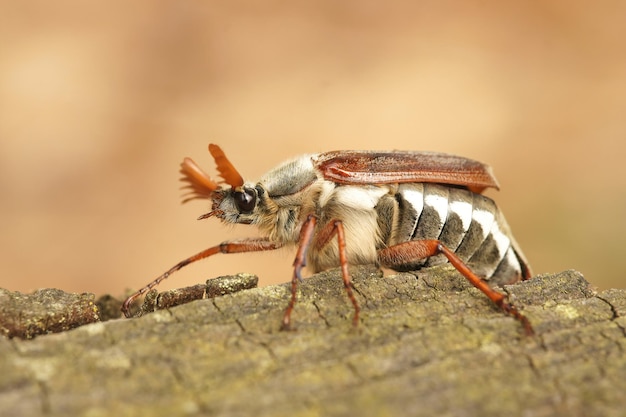 Primo piano su un maggiolino o scarabocchio, Melolontha melolontha craw