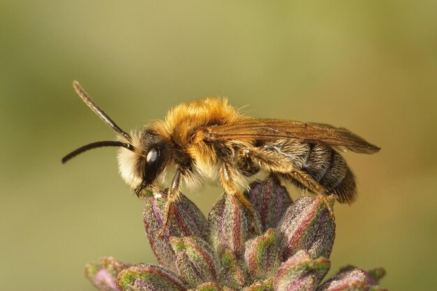 Primo piano su un maschio dell'ape mineraria gastered grigia, tibia di Andrena