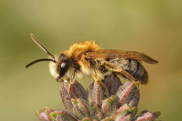 Primo piano su un maschio dell'ape mineraria gastered grigia, tibia di Andrena