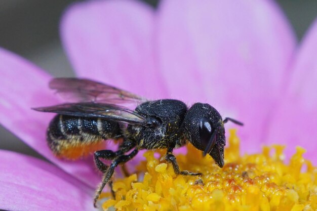 Primo piano su una femmina Largeheaded ArmouredResin Bee Heriades