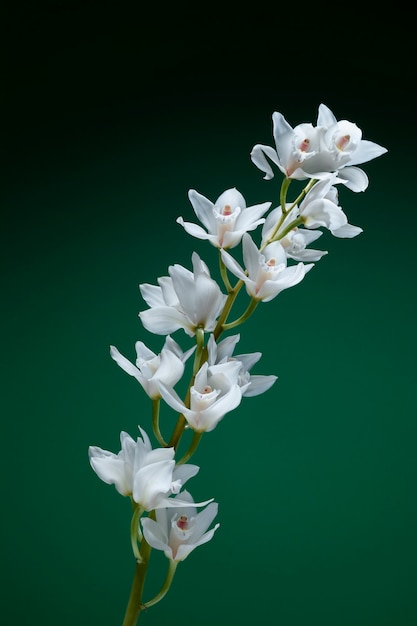 Primo piano sui dettagli del fiore dell'orchidea