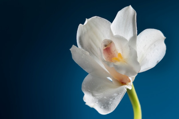 Primo piano sui dettagli del fiore dell'orchidea