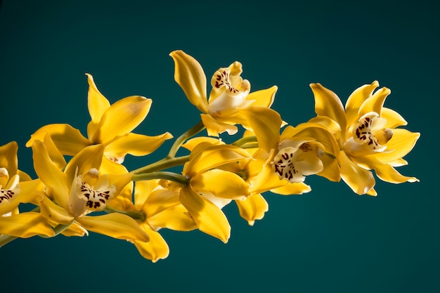 Primo piano sui dettagli del fiore dell'orchidea