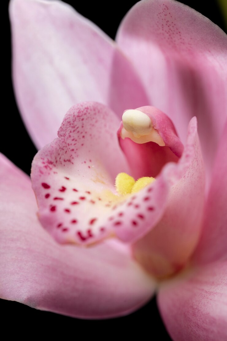 Foto gratuito primo piano sui dettagli del fiore dell'orchidea
