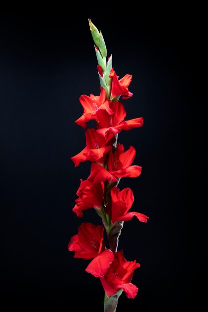 Primo piano sui dettagli del fiore di gladiolo