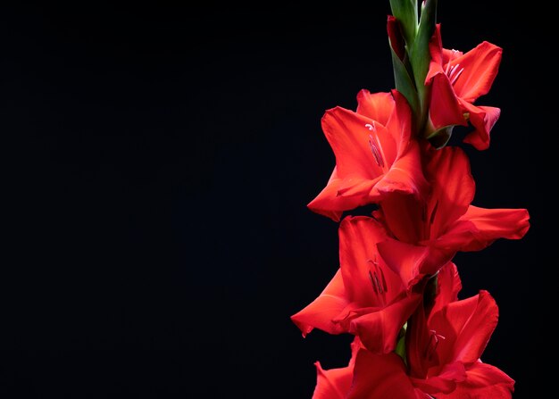 Primo piano sui dettagli del fiore di gladiolo