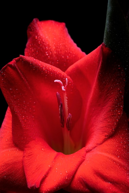 Primo piano sui dettagli del fiore di gladiolo