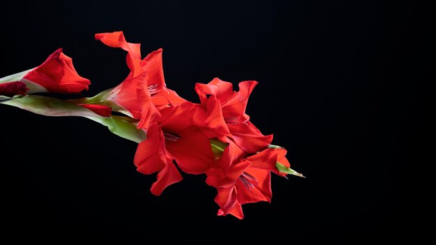 Primo piano sui dettagli del fiore di gladiolo