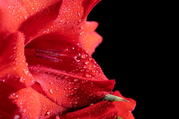 Primo piano sui dettagli del fiore di gladiolo