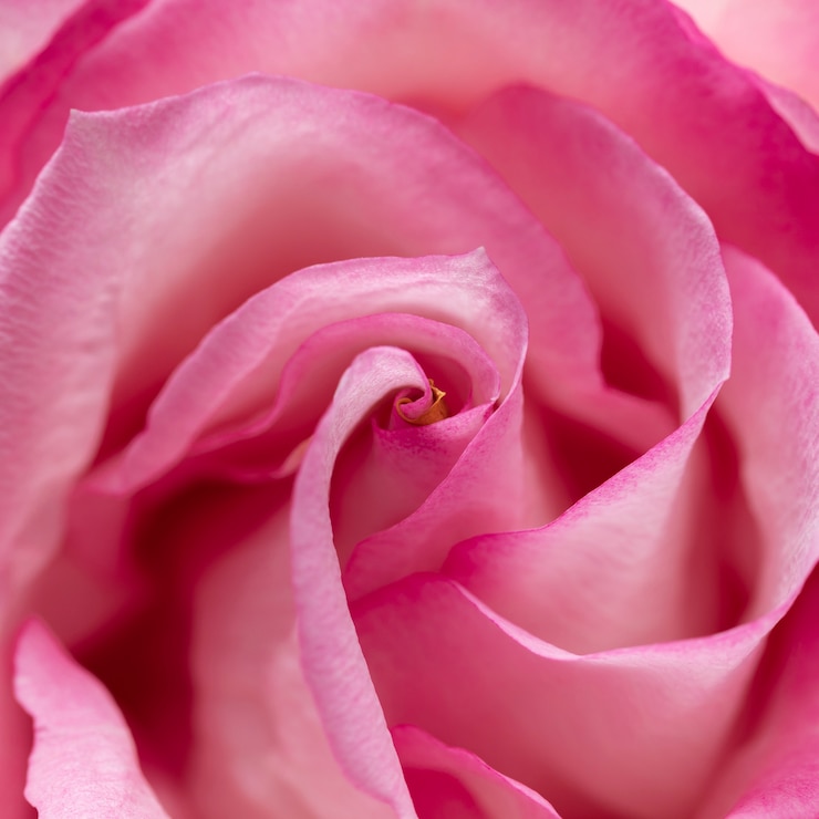Foto gratuito primo piano sui dettagli del fiore di rosa