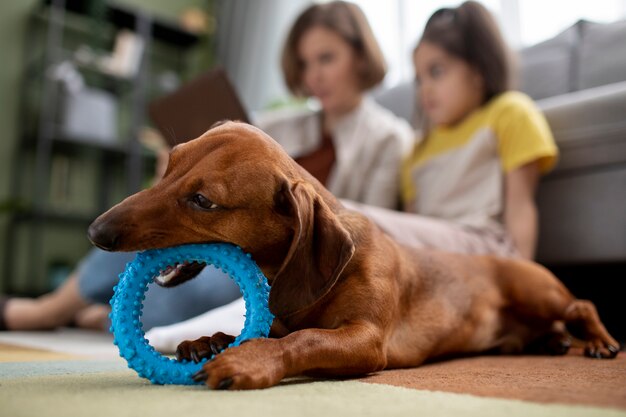Primo piano sul bellissimo cane bassotto con giocattolo da masticare