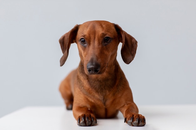 Primo piano sul bellissimo cane bassotto