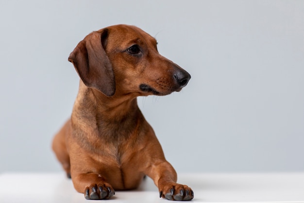 Primo piano sul bellissimo cane bassotto