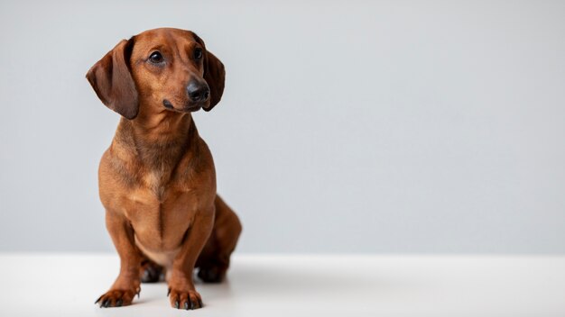 Primo piano sul bellissimo cane bassotto