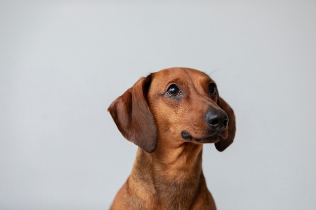 Primo piano sul bellissimo cane bassotto