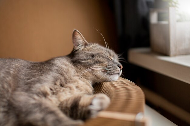 Primo piano sul bellissimo gatto assonnato