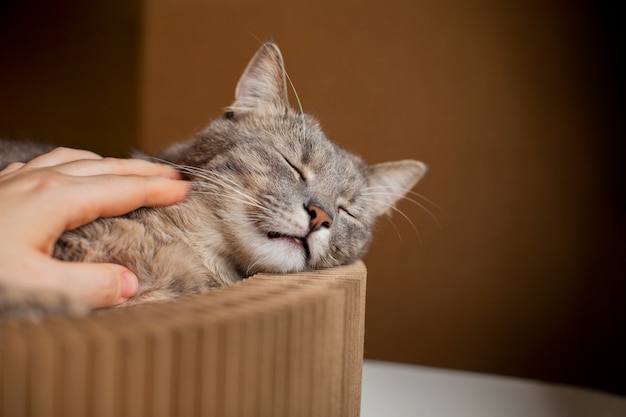 Primo piano sul bellissimo gatto assonnato