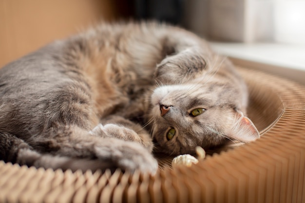 Primo piano sul bellissimo gatto assonnato