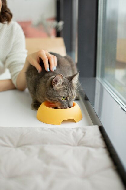 Primo piano sul bellissimo gatto con il proprietario