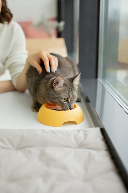 Primo piano sul bellissimo gatto con il proprietario