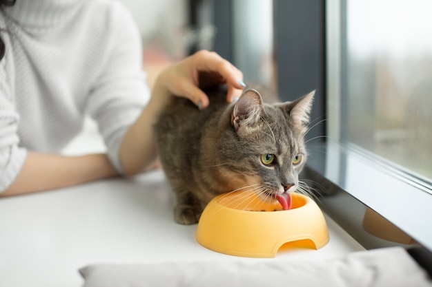 Primo piano sul bellissimo gatto con il proprietario