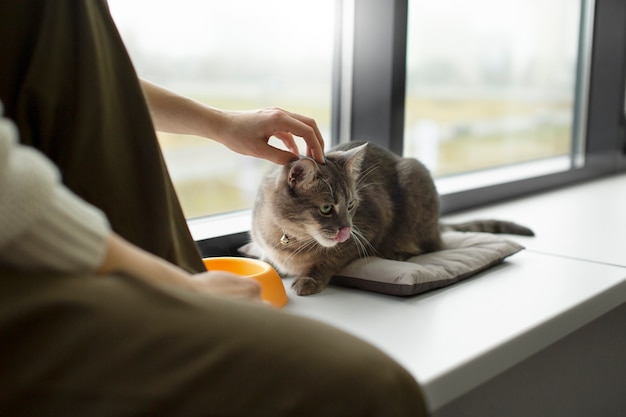 Primo piano sul bellissimo gatto con il proprietario