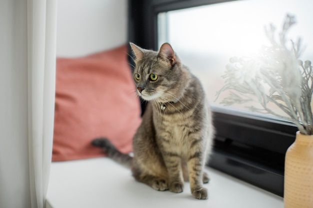 Primo piano sul bellissimo gatto con il proprietario