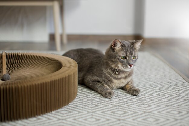 Primo piano sul bellissimo gatto con il proprietario