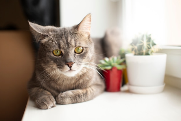 Primo piano sul bellissimo gatto