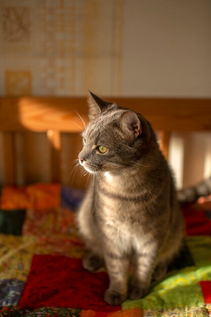 Primo piano sul bellissimo gatto