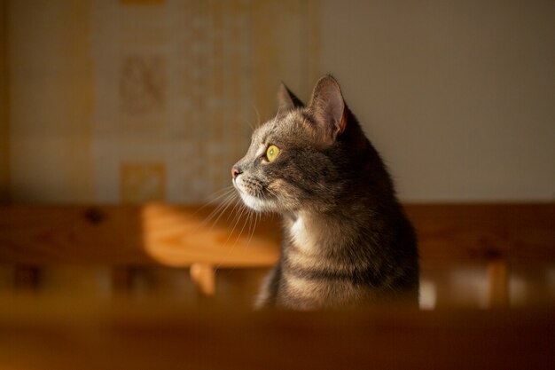 Primo piano sul bellissimo gatto