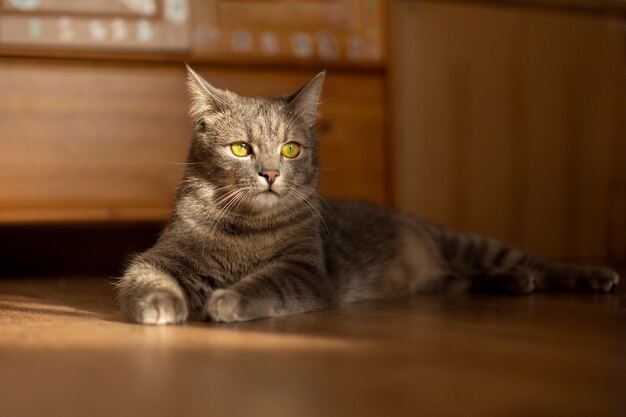 Primo piano sul bellissimo gatto