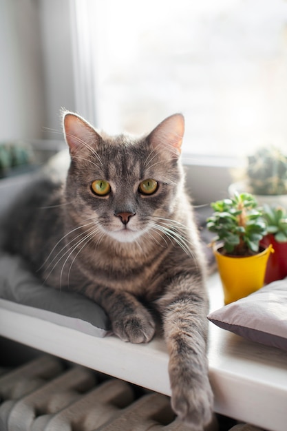 Primo piano sul bellissimo gatto