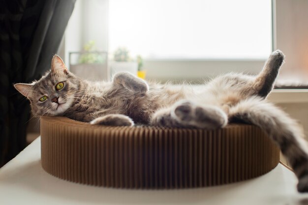 Primo piano sul bellissimo gatto