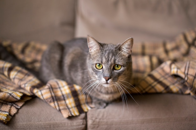 Primo piano sul bellissimo gatto