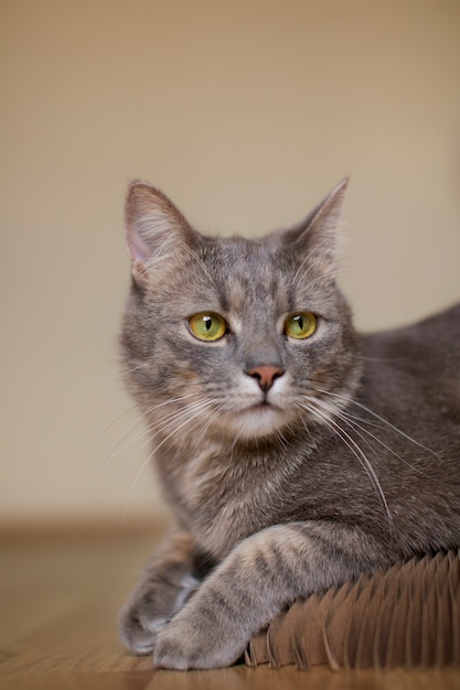 Primo piano sul bellissimo gatto