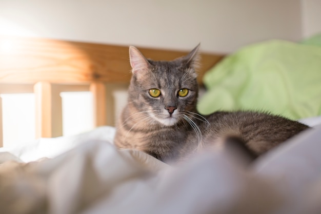 Primo piano sul bellissimo gatto